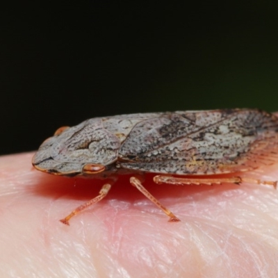 Stenocotis depressa (Leafhopper) at Acton, ACT - 13 Sep 2019 by TimL