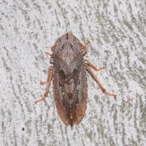 Stenocotis depressa at Acton, ACT - 13 Sep 2019 12:23 PM