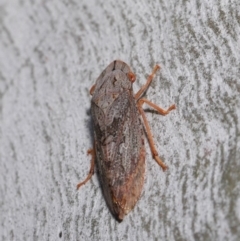 Stenocotis depressa at Acton, ACT - 13 Sep 2019 12:23 PM