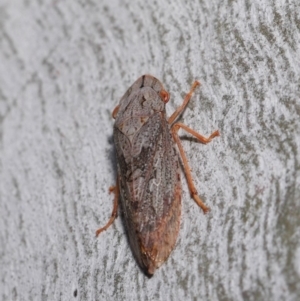 Stenocotis depressa at Acton, ACT - 13 Sep 2019 12:23 PM