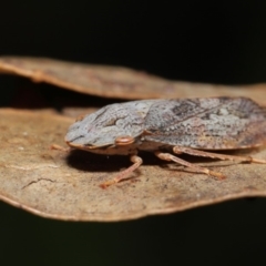 Stenocotis depressa at Acton, ACT - 13 Sep 2019 12:23 PM