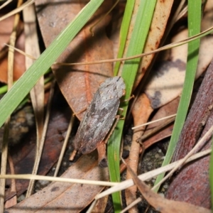 Stenocotis depressa at Acton, ACT - 13 Sep 2019 12:23 PM