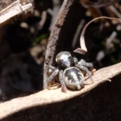 Salpesia sp. (genus) (Salpesia Jumping Spider) at Mulligans Flat - 14 Sep 2019 by Kurt