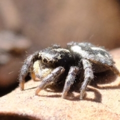 Salpesia sp. (genus) at Amaroo, ACT - 14 Sep 2019