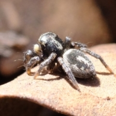 Salpesia sp. (genus) at Amaroo, ACT - 14 Sep 2019 01:32 PM