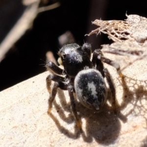 Salpesia sp. (genus) at Amaroo, ACT - 14 Sep 2019 01:32 PM