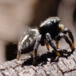 Salpesia sp. (genus) at Amaroo, ACT - 14 Sep 2019 01:32 PM