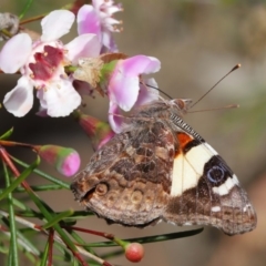 Vanessa itea (Yellow Admiral) at Acton, ACT - 13 Sep 2019 by TimL