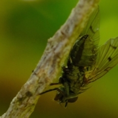 Helina sp. (genus) (Muscid fly) at Florey, ACT - 16 Sep 2019 by Kurt