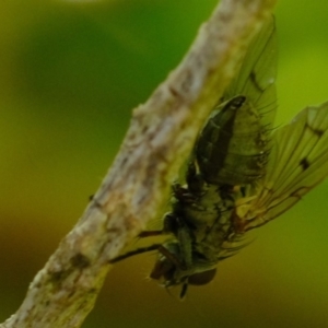 Helina sp. (genus) at Florey, ACT - 16 Sep 2019