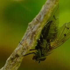 Helina sp. (genus) (Muscid fly) at Florey, ACT - 15 Sep 2019 by Kurt