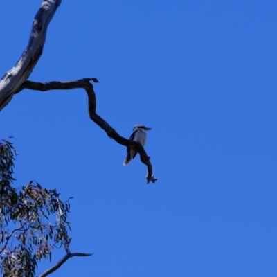 Dacelo novaeguineae (Laughing Kookaburra) at Mulligans Flat - 14 Sep 2019 by Kurt