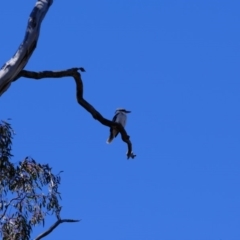 Dacelo novaeguineae (Laughing Kookaburra) at Forde, ACT - 14 Sep 2019 by Kurt