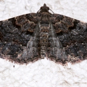 Epyaxa sodaliata at Ainslie, ACT - 15 Sep 2019