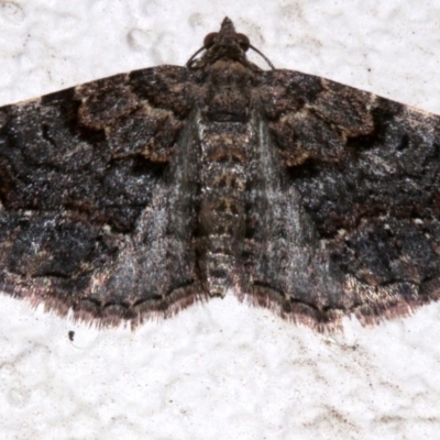 Epyaxa sodaliata (Sodaliata Moth, Clover Moth) at Ainslie, ACT - 15 Sep 2019 by jb2602