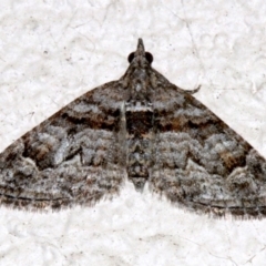 Phrissogonus laticostata (Apple looper moth) at Ainslie, ACT - 15 Sep 2019 by jbromilow50