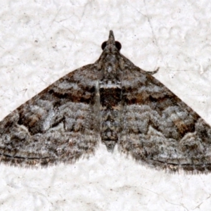 Phrissogonus laticostata at Ainslie, ACT - 15 Sep 2019