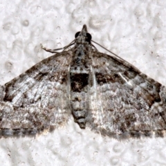 Phrissogonus laticostata at Ainslie, ACT - 15 Sep 2019