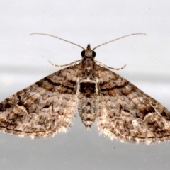 Phrissogonus laticostata at Ainslie, ACT - 15 Sep 2019