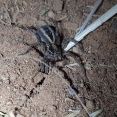 Lycosidae (family) (Wolf spider) at Dunlop, ACT - 15 Sep 2019 by Shell.S.