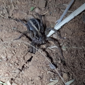 Lycosidae (family) at Dunlop, ACT - 15 Sep 2019 07:00 PM