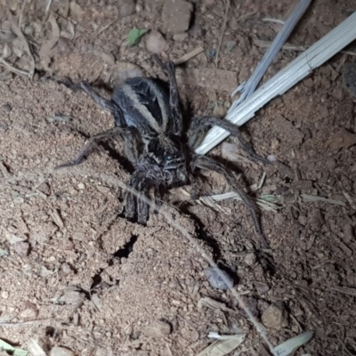 Lycosidae (family) (Wolf spider) at Dunlop, ACT - 15 Sep 2019 by Shell.S.