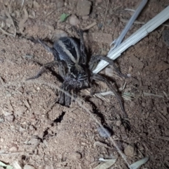 Lycosidae sp. (family) (Unidentified wolf spider) at Dunlop, ACT - 15 Sep 2019 by Shell.S.