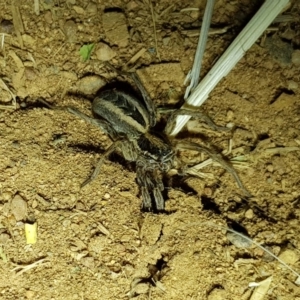 Lycosidae (family) at Dunlop, ACT - 15 Sep 2019 07:00 PM