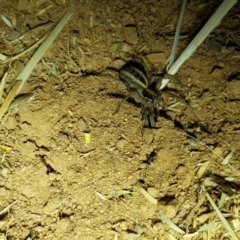 Lycosidae (family) at Dunlop, ACT - 15 Sep 2019 07:00 PM