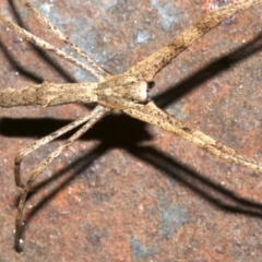 Deinopidae (family) (Net-casting Spider) at Ainslie, ACT - 15 Sep 2019 by jb2602