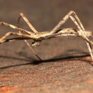 Deinopidae (family) at Ainslie, ACT - 15 Sep 2019