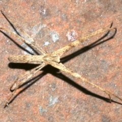 Deinopidae (family) at Ainslie, ACT - 15 Sep 2019 05:39 PM