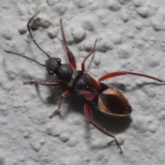 Daerlac cephalotes (Ant Mimicking Seedbug) at Hackett, ACT - 13 Sep 2019 by TimL