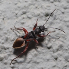 Daerlac cephalotes at Acton, ACT - 13 Sep 2019