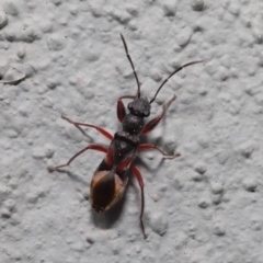 Daerlac cephalotes at Acton, ACT - 13 Sep 2019