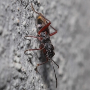 Daerlac cephalotes at Acton, ACT - 13 Sep 2019