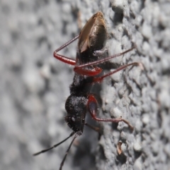 Daerlac cephalotes at Acton, ACT - 13 Sep 2019