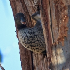 Chenonetta jubata (Australian Wood Duck) at Red Hill to Yarralumla Creek - 15 Sep 2019 by LisaH