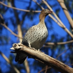 Chenonetta jubata at Hughes, ACT - 16 Sep 2019 09:45 AM