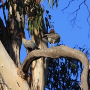 Chenonetta jubata at Hughes, ACT - 16 Sep 2019 09:45 AM