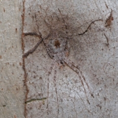 Tamopsis sp. (genus) (Two-tailed spider) at Hackett, ACT - 12 Sep 2019 by TimL