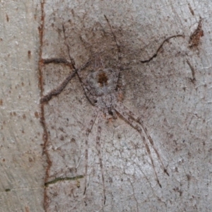 Tamopsis sp. (genus) at Hackett, ACT - 12 Sep 2019 10:05 AM