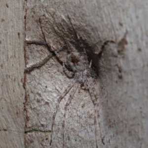 Tamopsis sp. (genus) at Hackett, ACT - 12 Sep 2019 10:05 AM