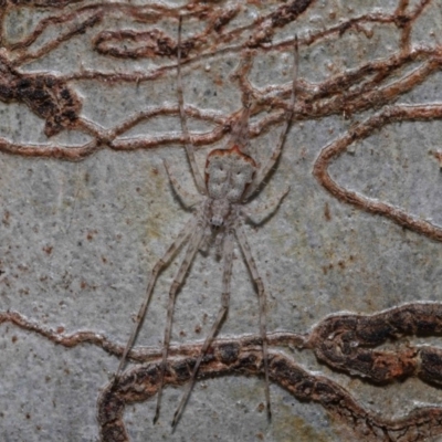 Tamopsis sp. (genus) (Two-tailed spider) at ANBG - 13 Sep 2019 by TimL