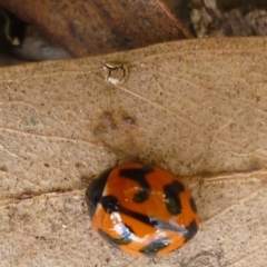 Coccinella transversalis (Transverse Ladybird) at Aranda, ACT - 12 Mar 2012 by JanetRussell