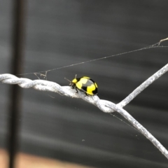 Illeis galbula (Fungus-eating Ladybird) at Tathra, NSW - 15 Sep 2019 by Illilanga