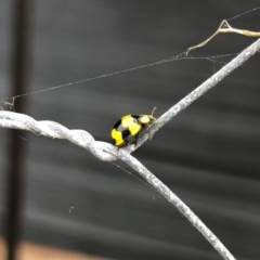 Illeis galbula at Tathra, NSW - 15 Sep 2019 04:11 PM