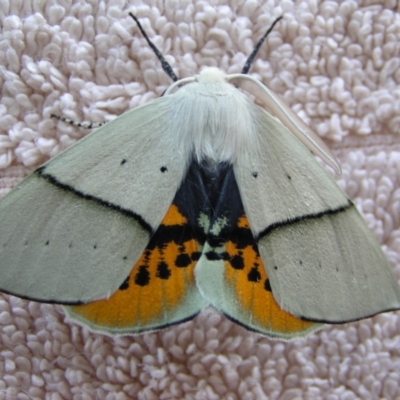 Gastrophora henricaria (Fallen-bark Looper, Beautiful Leaf Moth) at Aranda, ACT - 30 Apr 2007 by JanetRussell