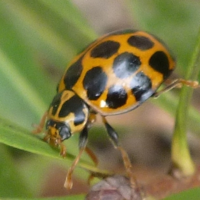 Harmonia conformis (Common Spotted Ladybird) at Aranda, ACT - 8 Oct 2012 by JanetRussell