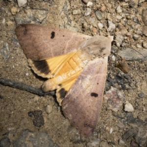 Ophiusa parcemacula at Nelson, NSW - 6 Jan 2019